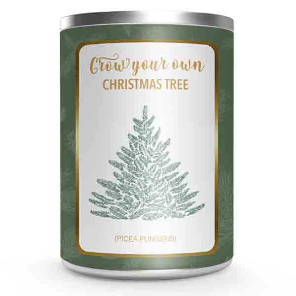 Kweek Je Eigen Kerstboom ( Picea Pungens ) In Blik - Afbeelding 2