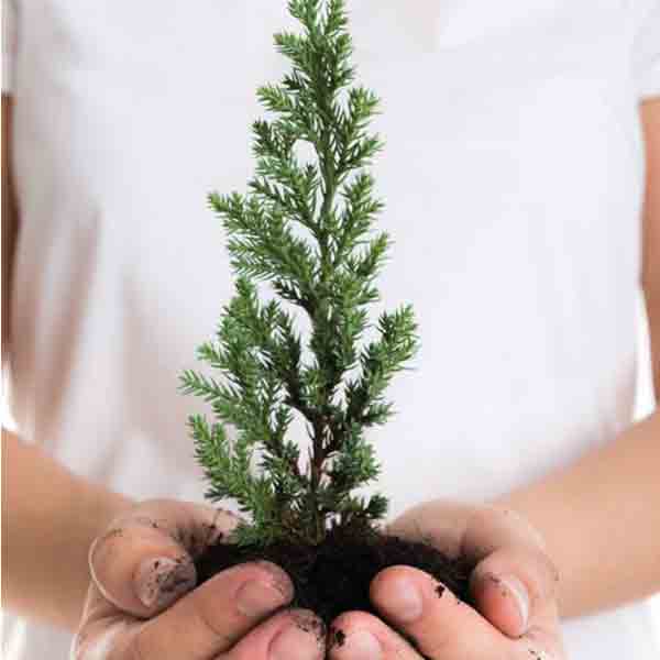 Kweek Je Eigen Kerstboom ( Picea Pungens ) In Blik - Afbeelding 3