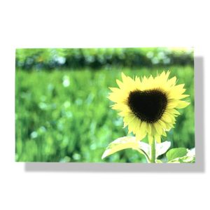 Blanco wenskaart | Bloemen | Zonnebloem | 11×17