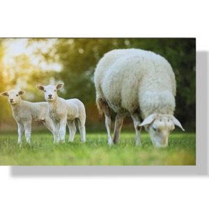 Blanco wenskaart | Dieren | Schapen | 11x17cm