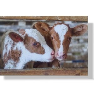 Blanco wenskaart | Dieren | Kalfjes | 11x17cm
